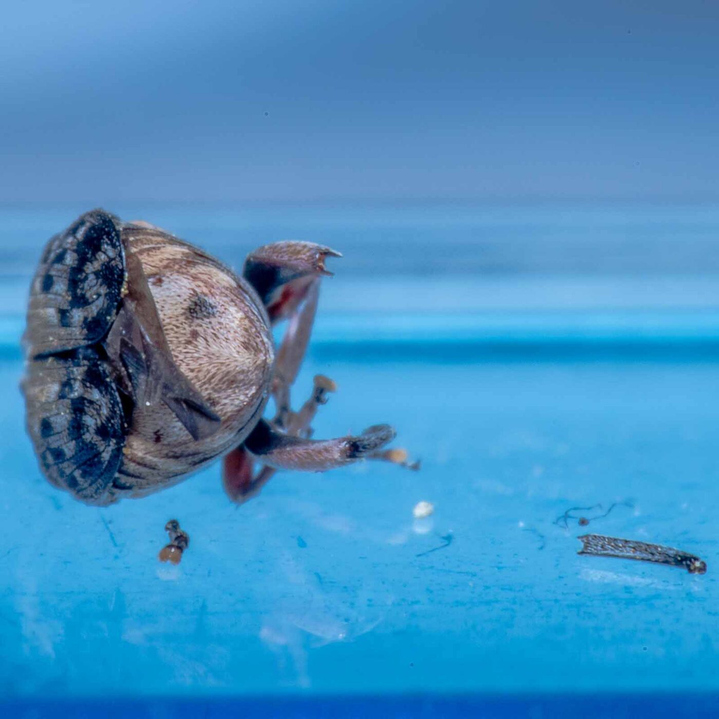 2020-05-11 - Residenzia - HolyHalla - Asiatischer Gleditschien-Samenkäfer