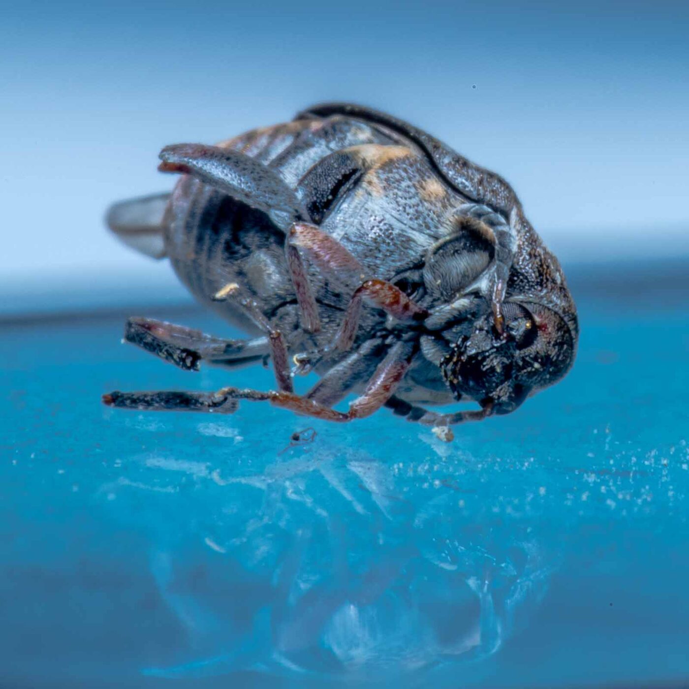 2020-05-11 - Residenzia - HolyHalla - Asiatischer Gleditschien-Samenkäfer