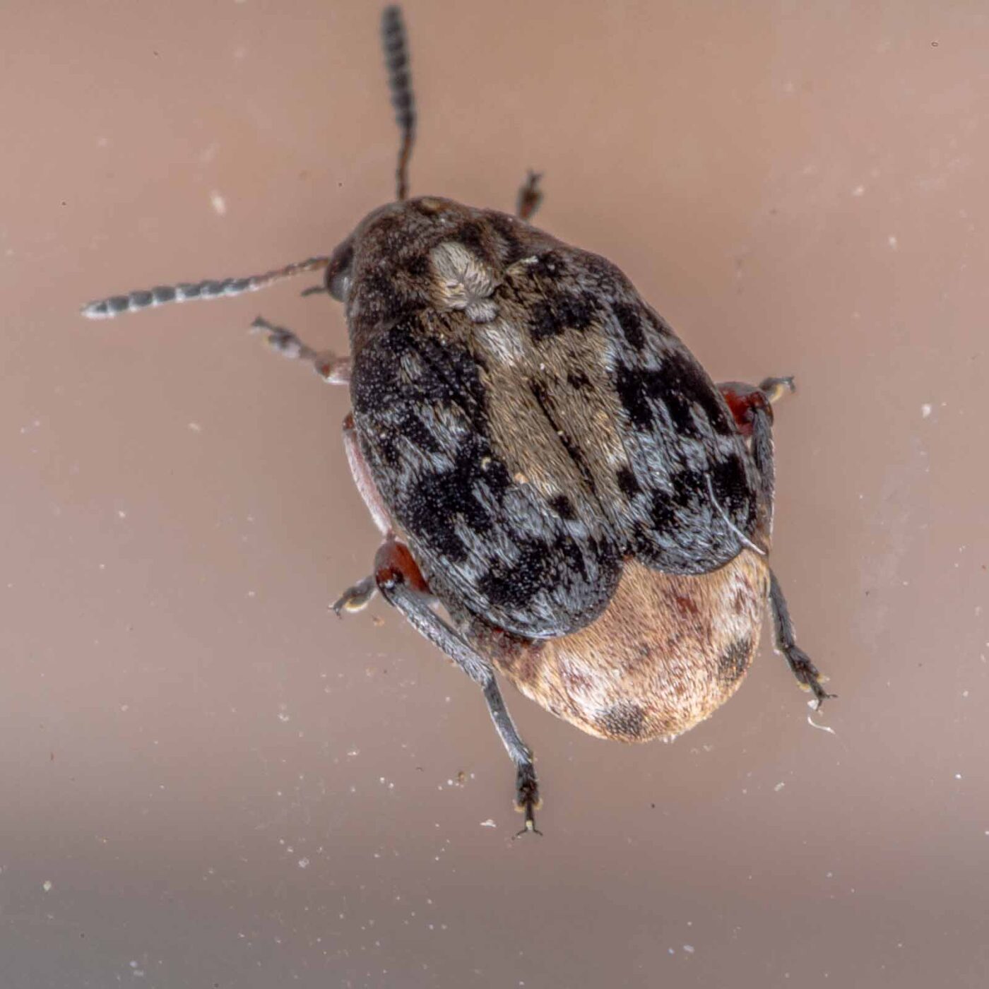 2020-05-11 - Residenzia - HolyHalla - Asiatischer Gleditschien-Samenkäfer