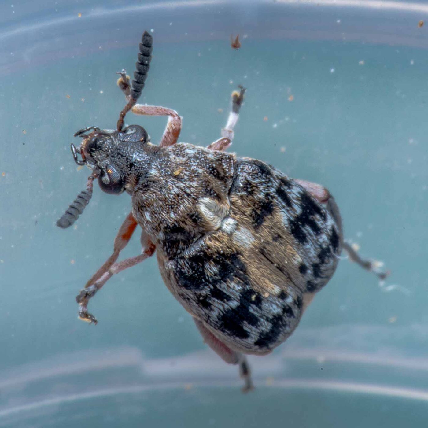 2020-05-11 - Residenzia - HolyHalla - Asiatischer Gleditschien-Samenkäfer