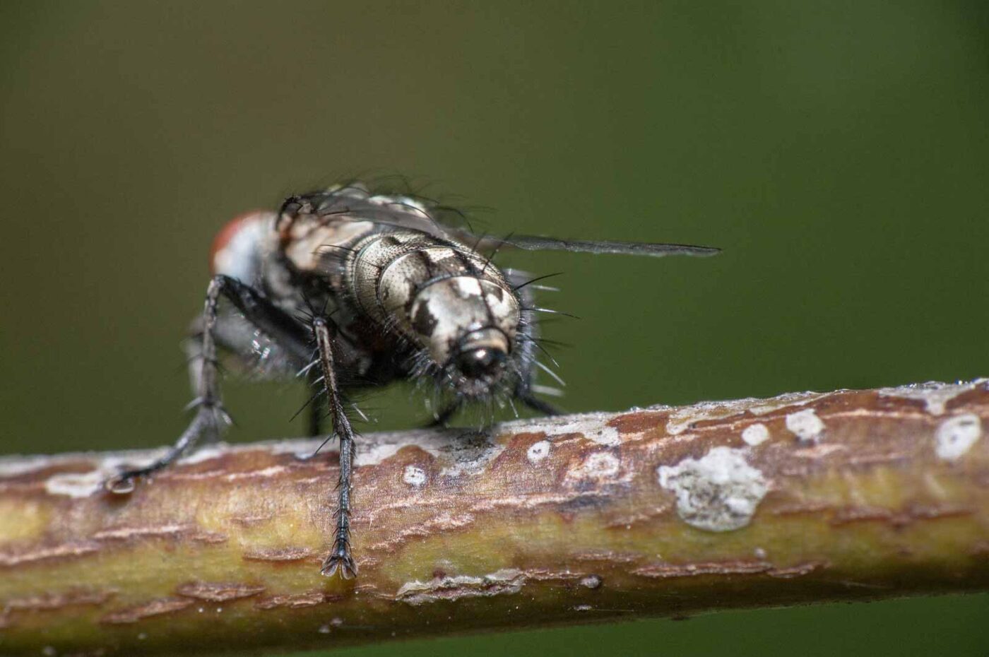 2020-05-21 - NSG Hürfeldhalde Dorsten