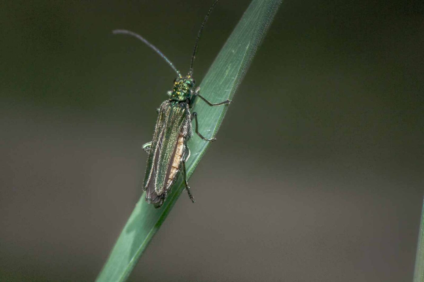 2020-05-21 - NSG Hürfeldhalde Dorsten