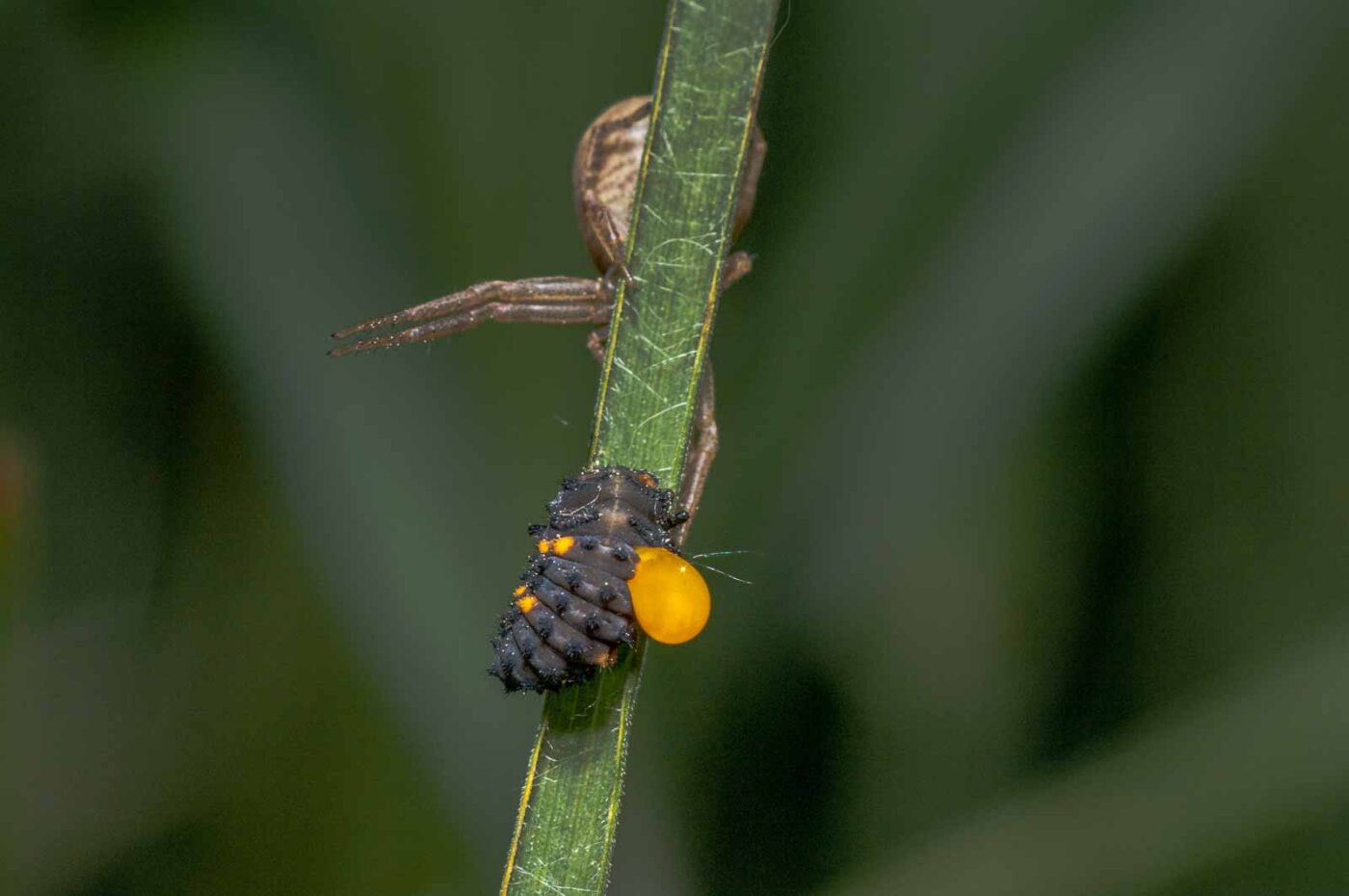 2020-05-21 - NSG Hürfeldhalde Dorsten