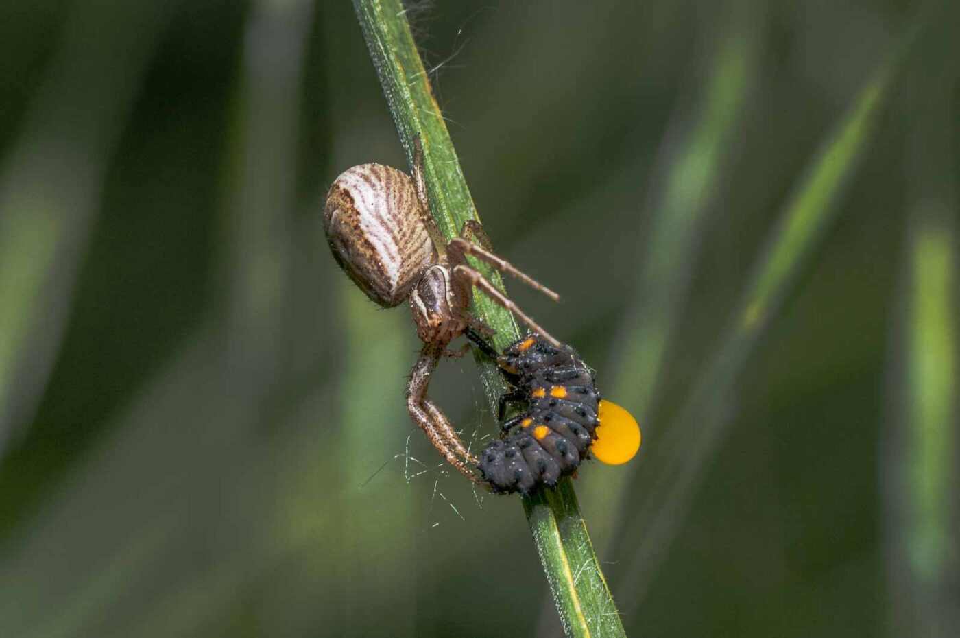 2020-05-21 - NSG Hürfeldhalde Dorsten