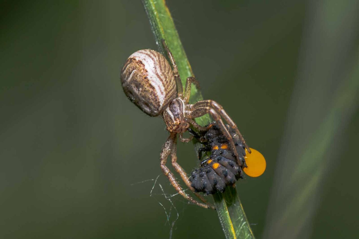 2020-05-21 - NSG Hürfeldhalde Dorsten