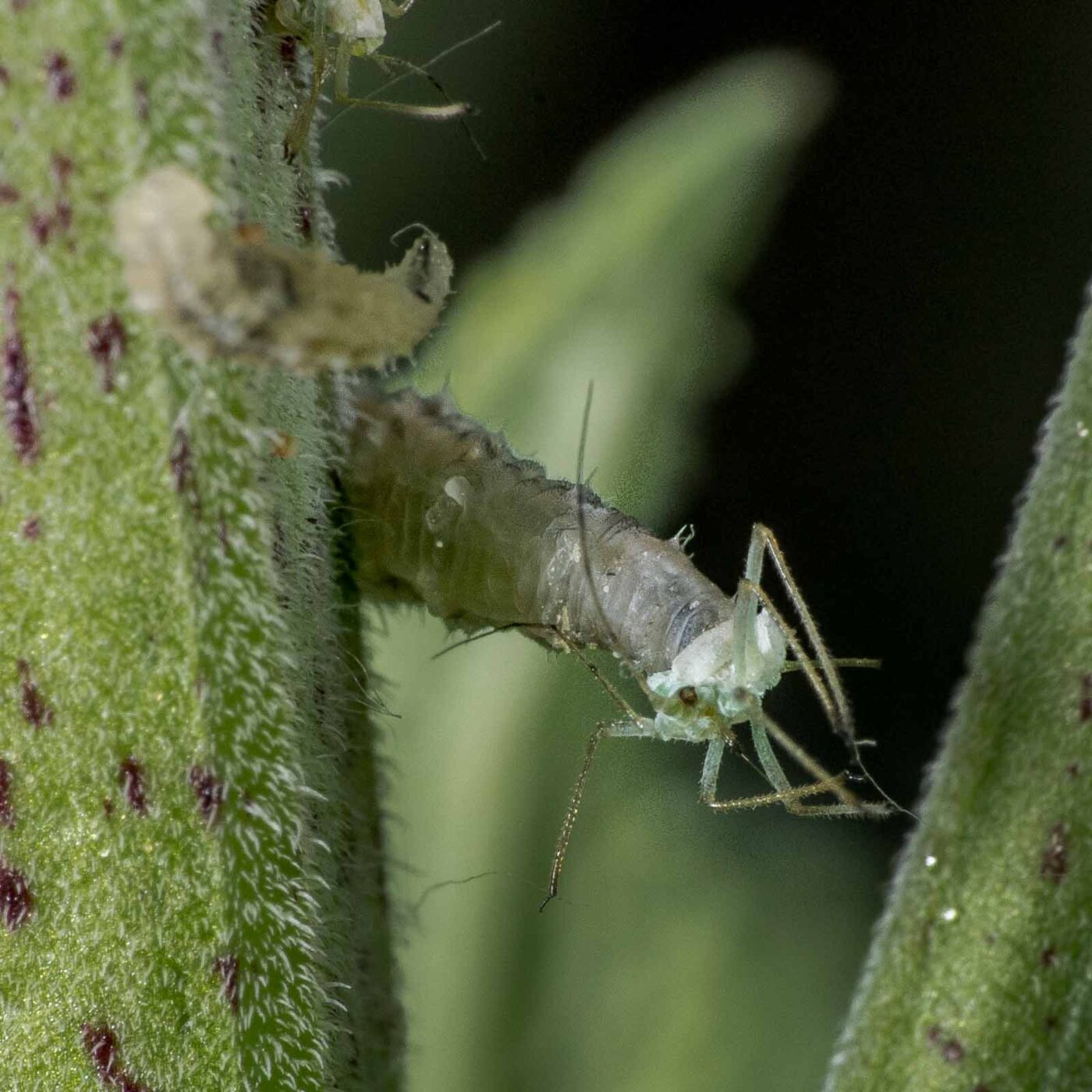 2020-05-23 - RE-Sidenzia auf'm BallKong