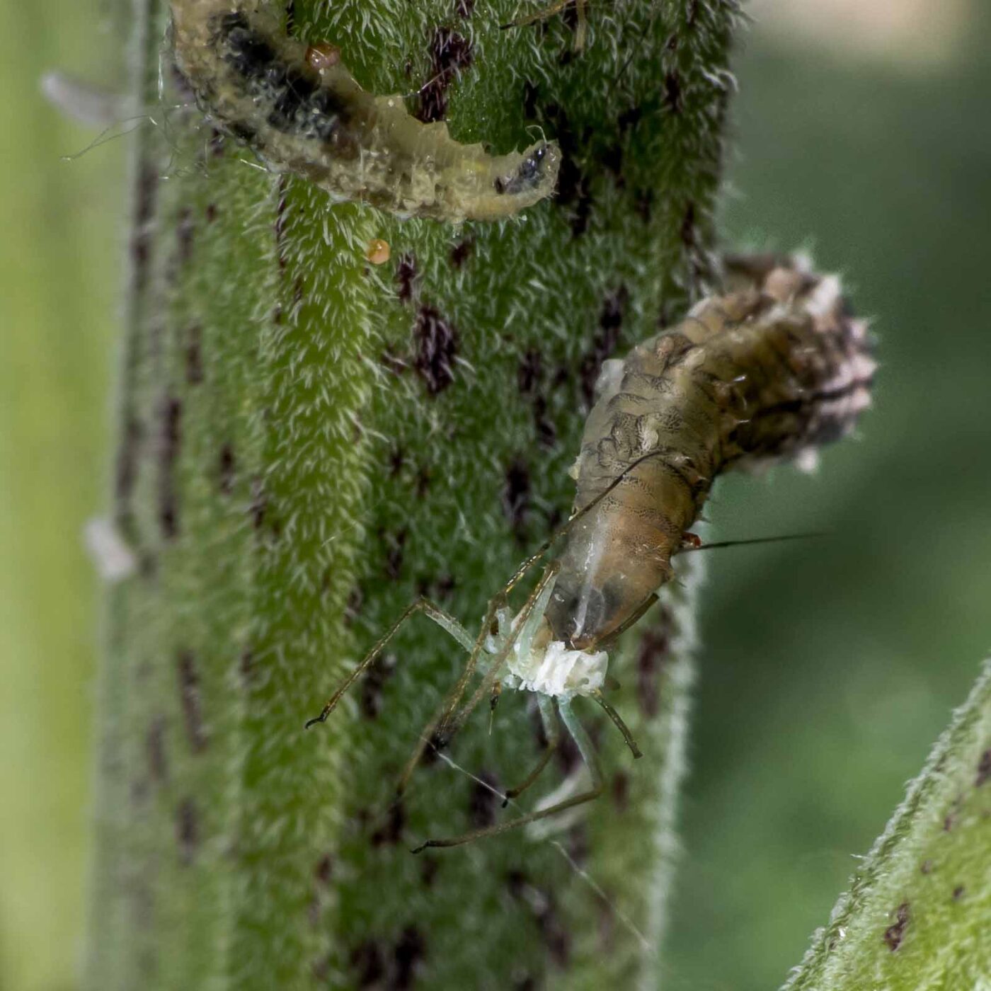 2020-05-23 - RE-Sidenzia auf'm BallKong