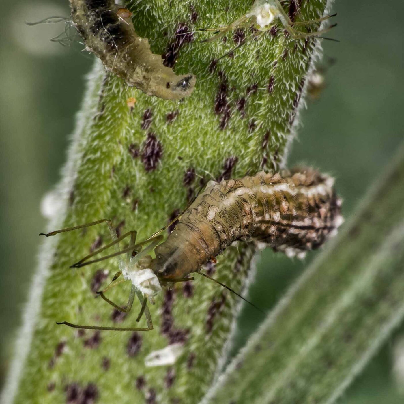 2020-05-23 - RE-Sidenzia auf'm BallKong