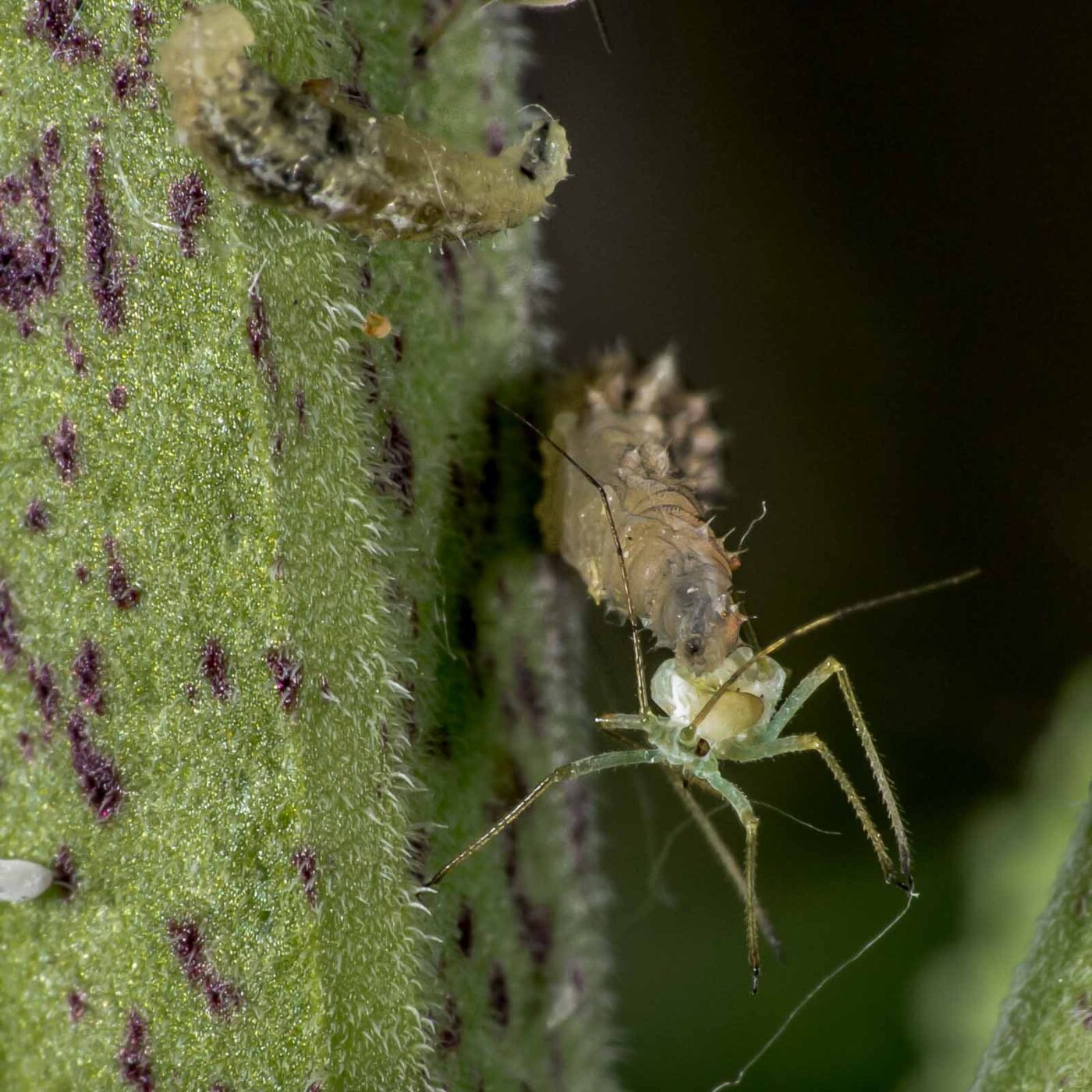 2020-05-23 - RE-Sidenzia auf'm BallKong