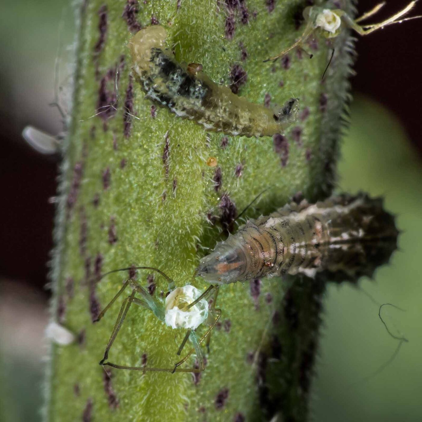 2020-05-23 - RE-Sidenzia auf'm BallKong