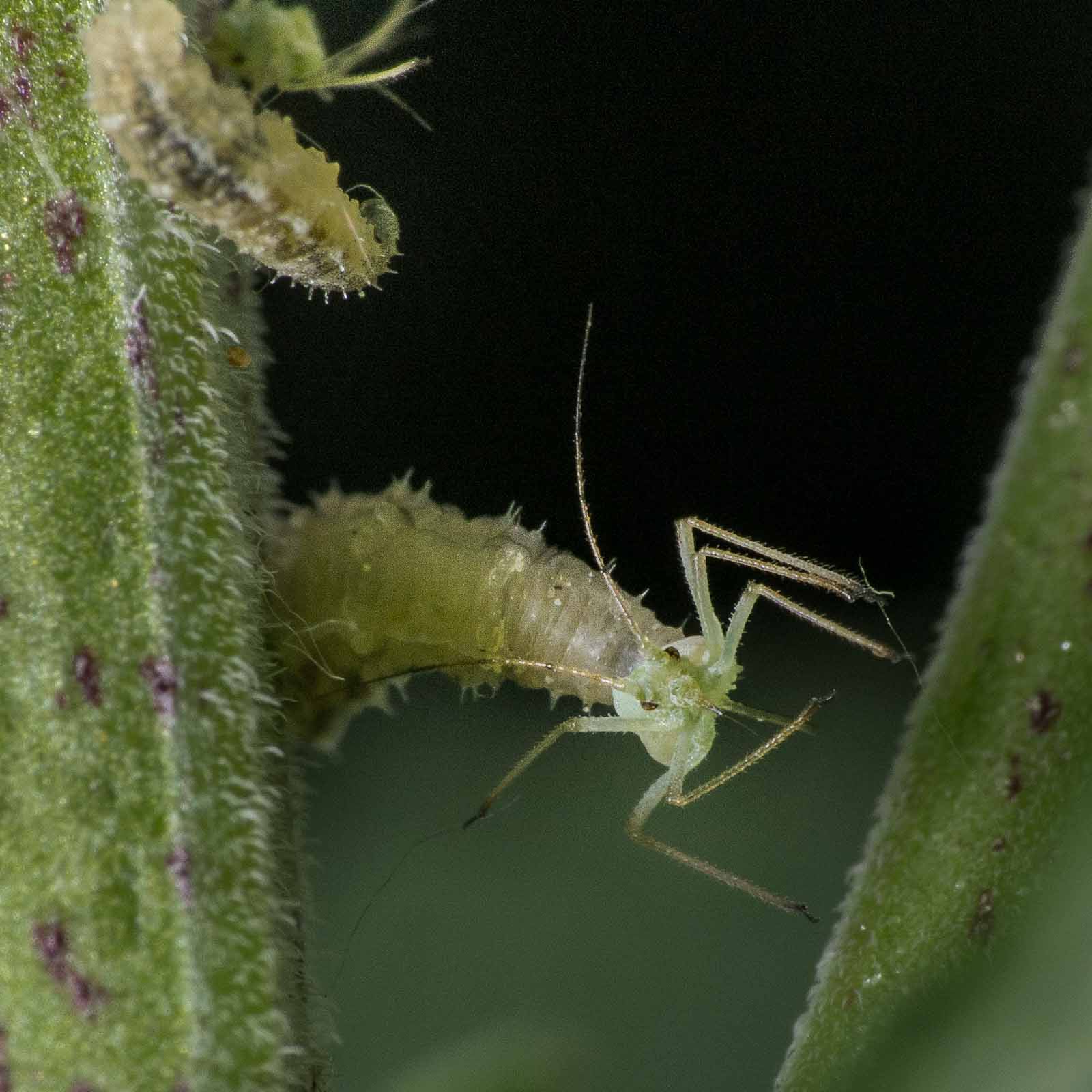 2020-05-23 – Residenzia – Balkon – Schwebfliegenlarve als Blattlauskiller