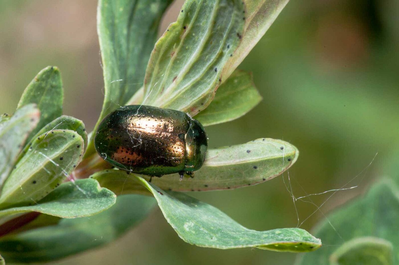 2020-05-26 - NSG Resser Wald und Emscherbruch