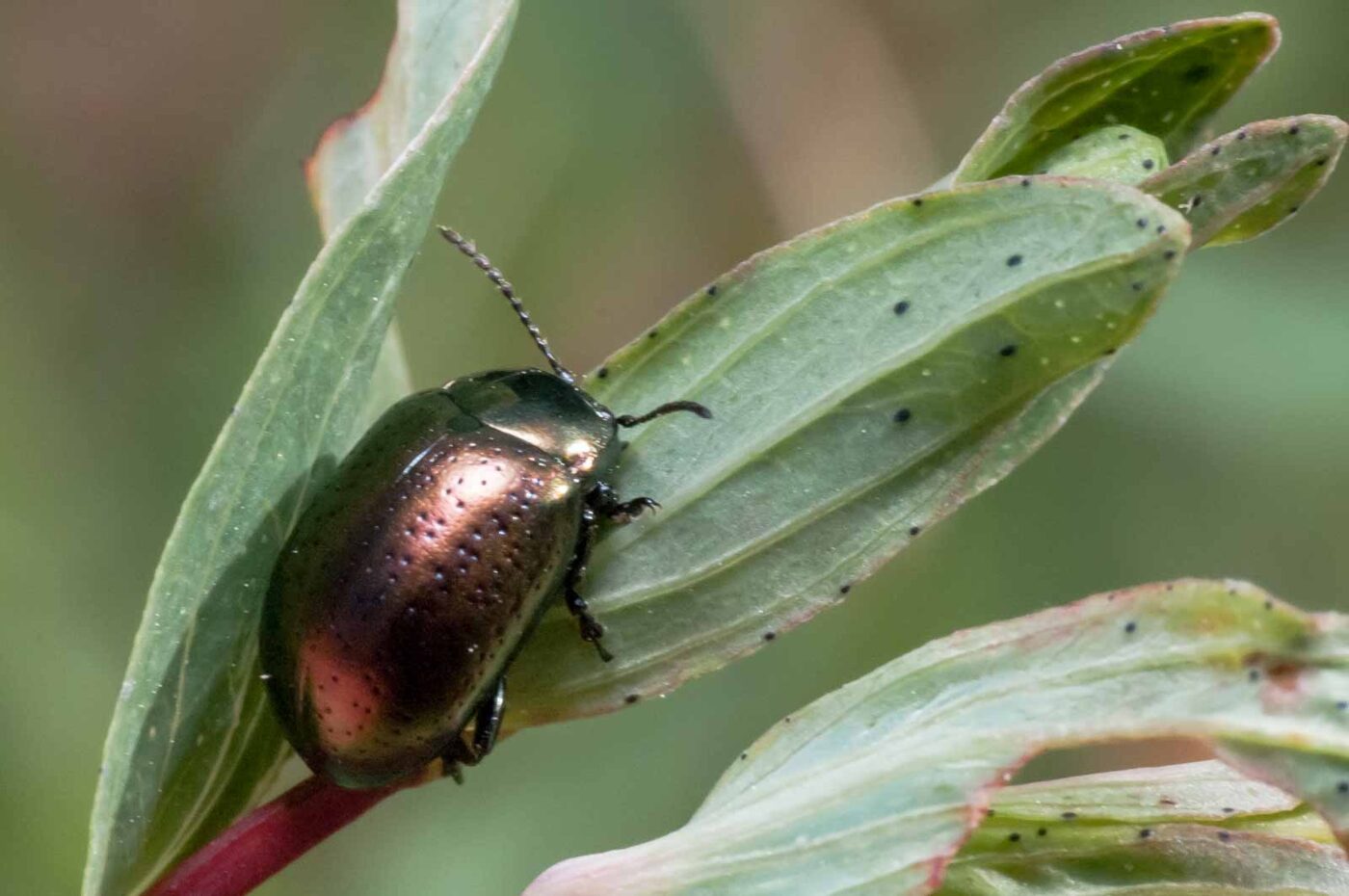 2020-05-26 - NSG Resser Wald und Emscherbruch