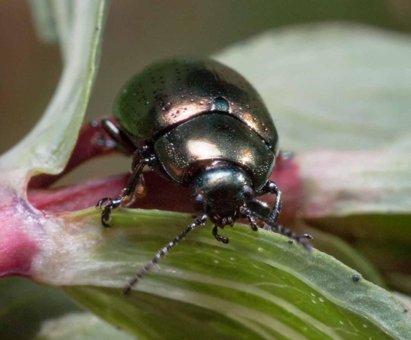 2020-05-26 - NSG Resser Wald und Emscherbruch