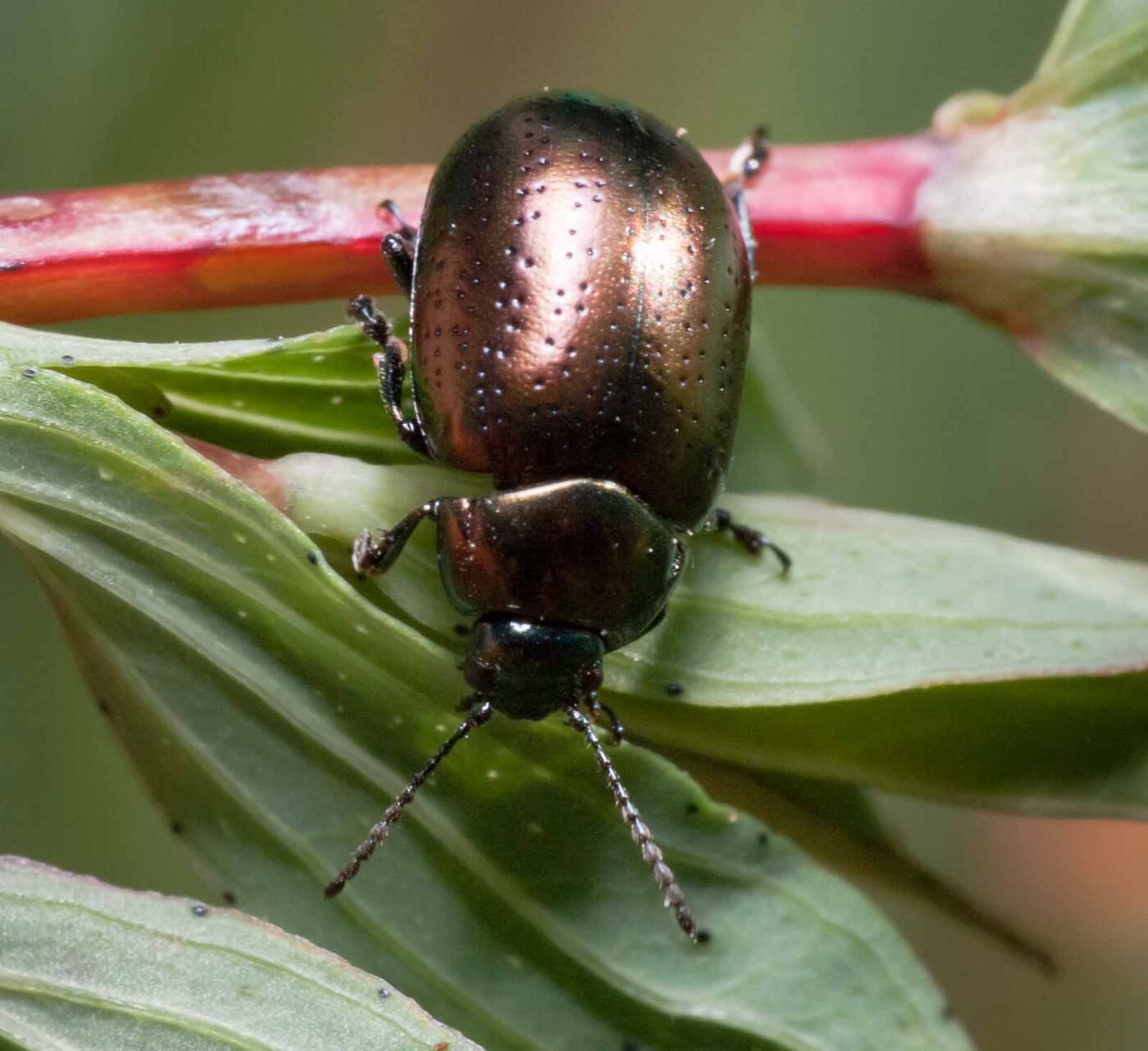 2020-05-26 - NSG Resser Wald und Emscherbruch