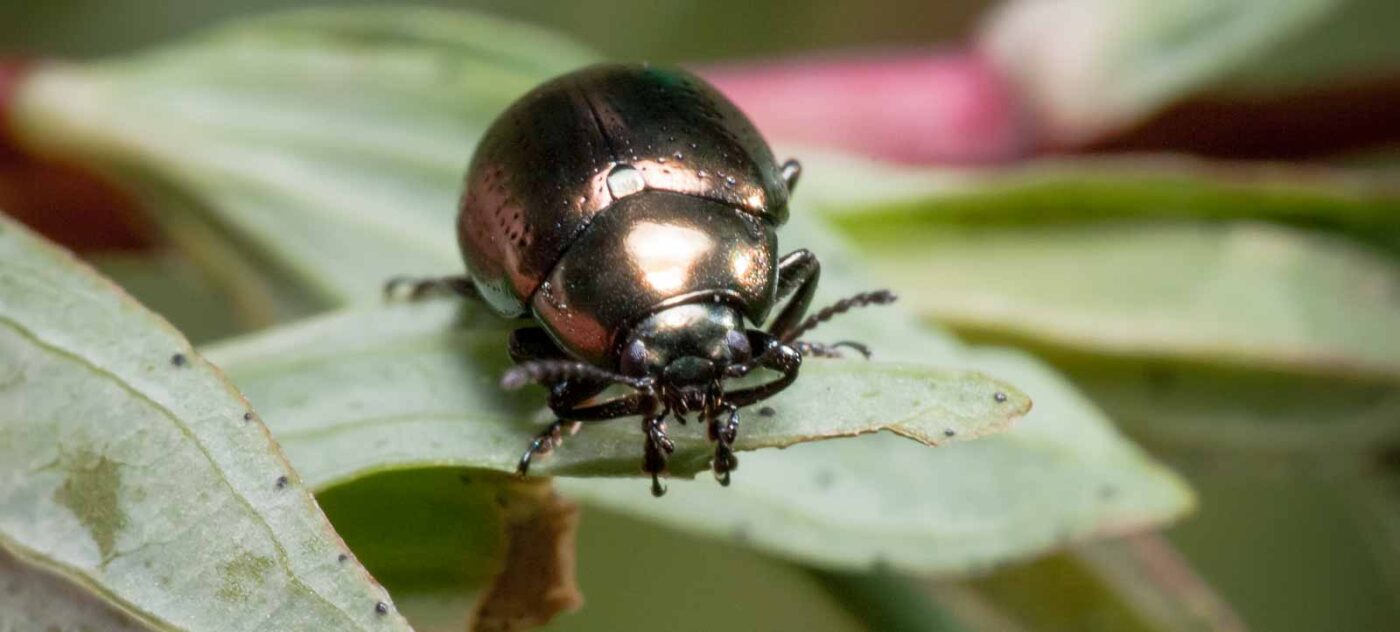 2020-05-26 - NSG Resser Wald und Emscherbruch