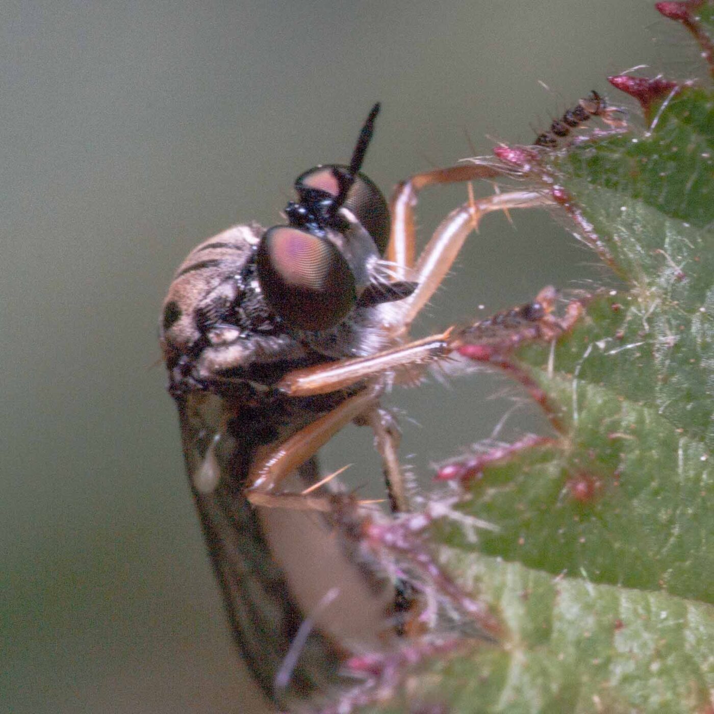 2020-05-26 - NSG Resser Wald und Emscherbruch