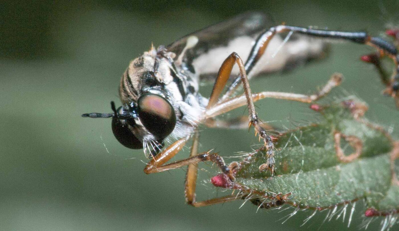 2020-05-26 - NSG Resser Wald und Emscherbruch