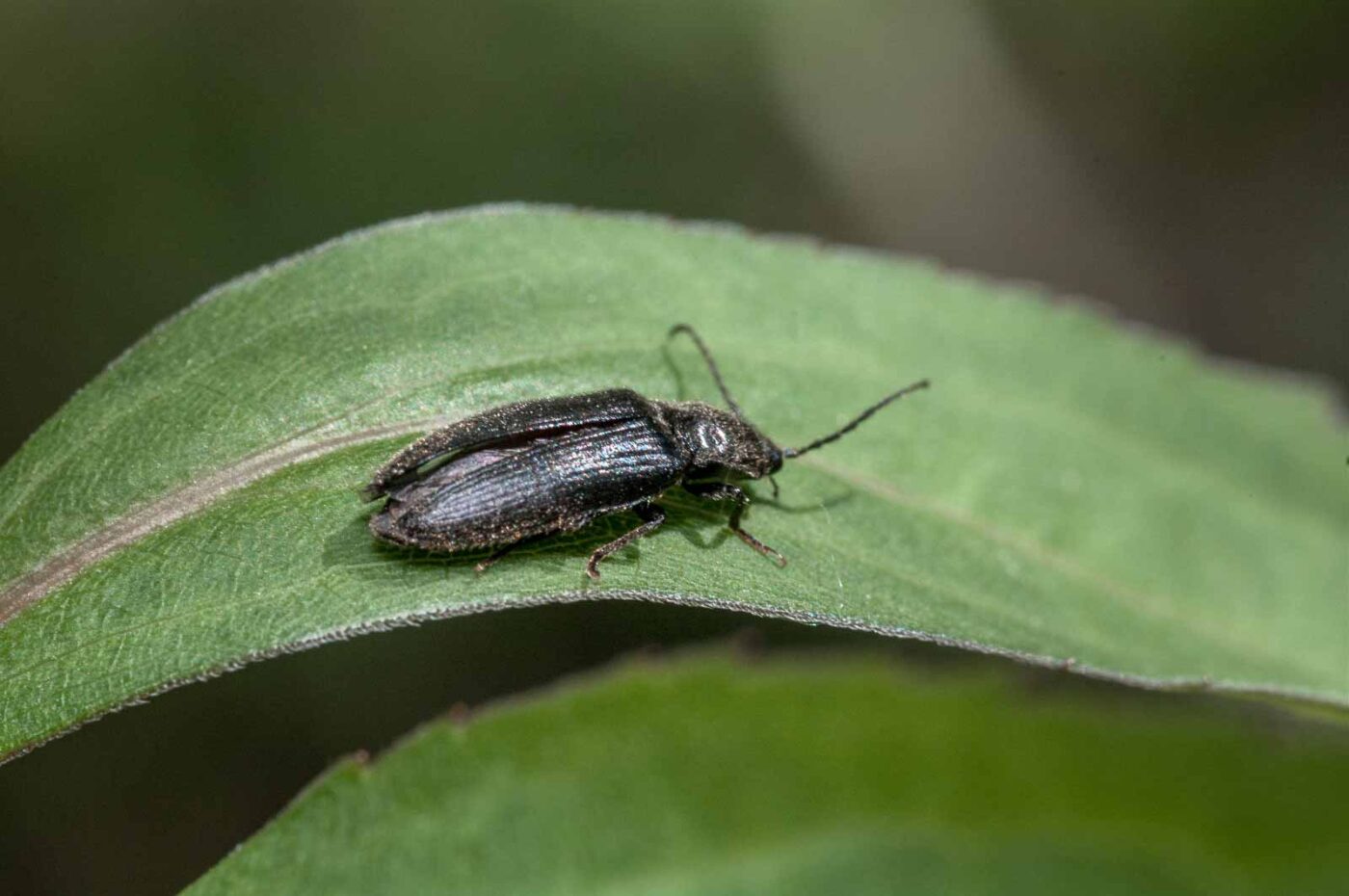 2020-05-26 - NSG Resser Wald und Emscherbruch