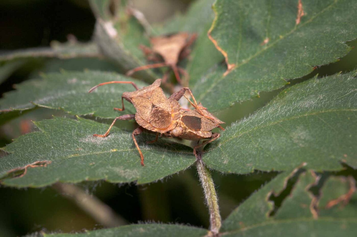 2020-05-26 - NSG Resser Wald und Emscherbruch