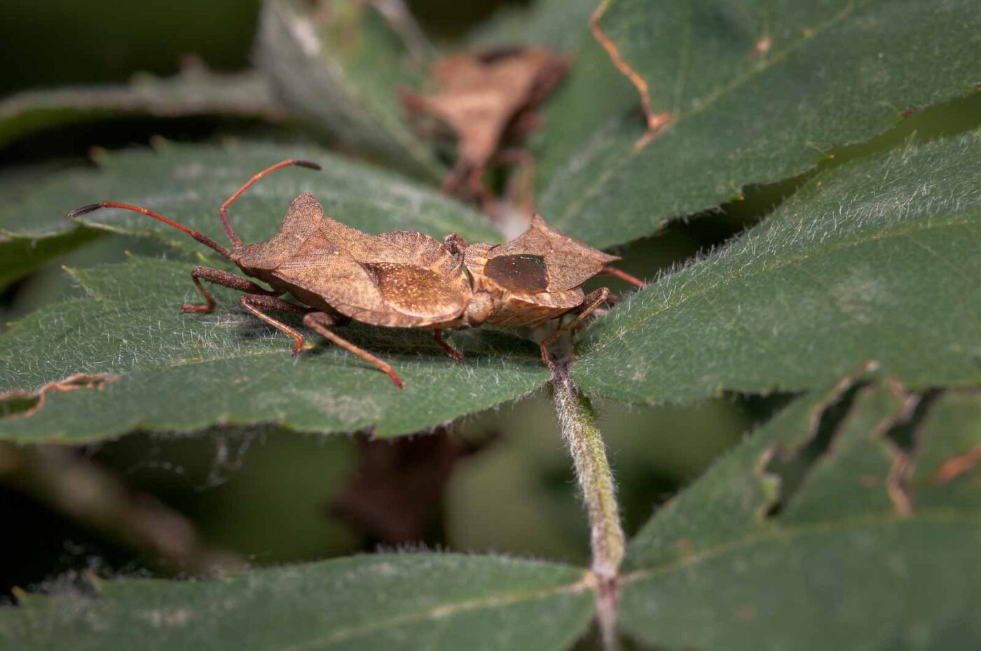 2020-05-26 - NSG Resser Wald und Emscherbruch
