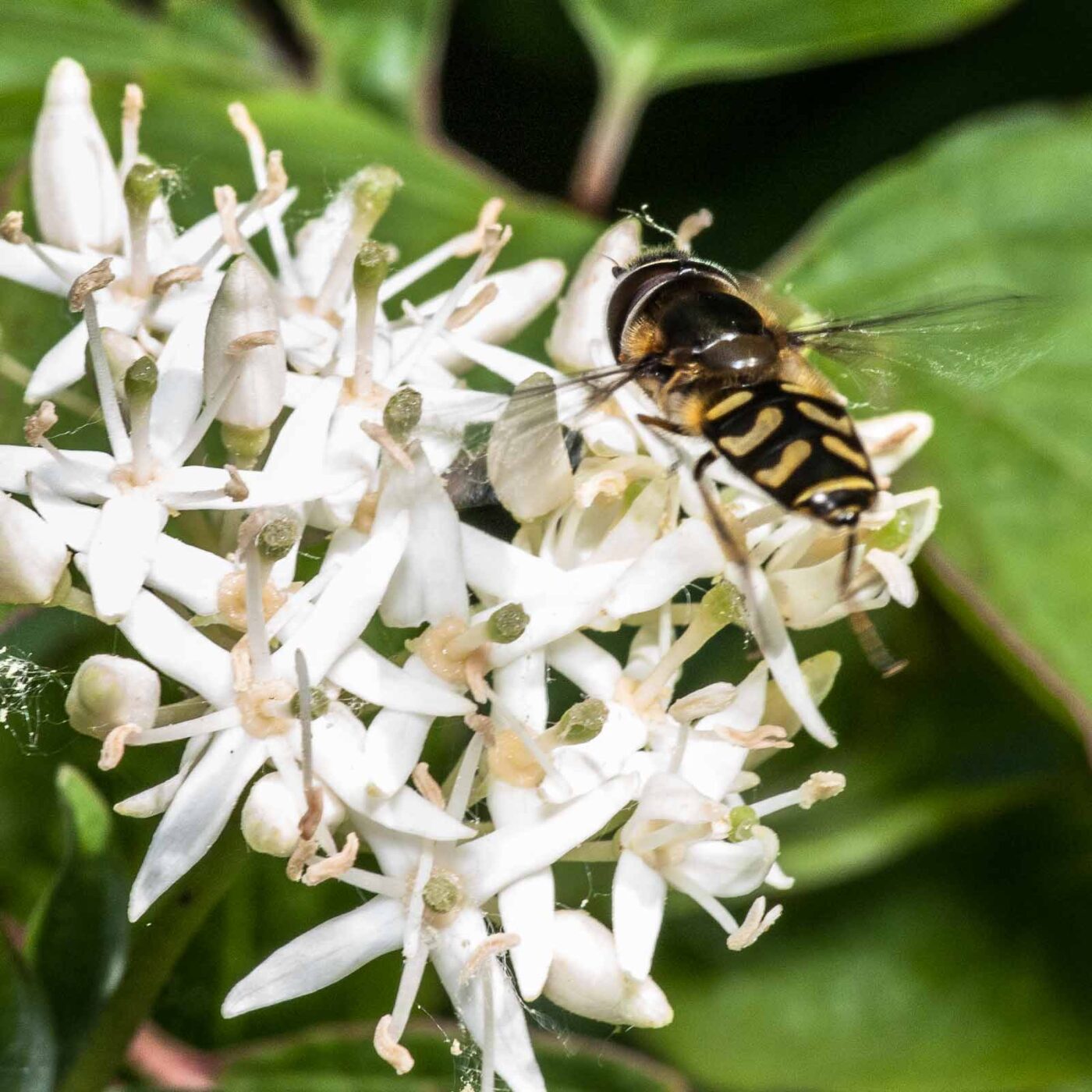 2020-05-26 - NSG Resser Wald und Emscherbruch