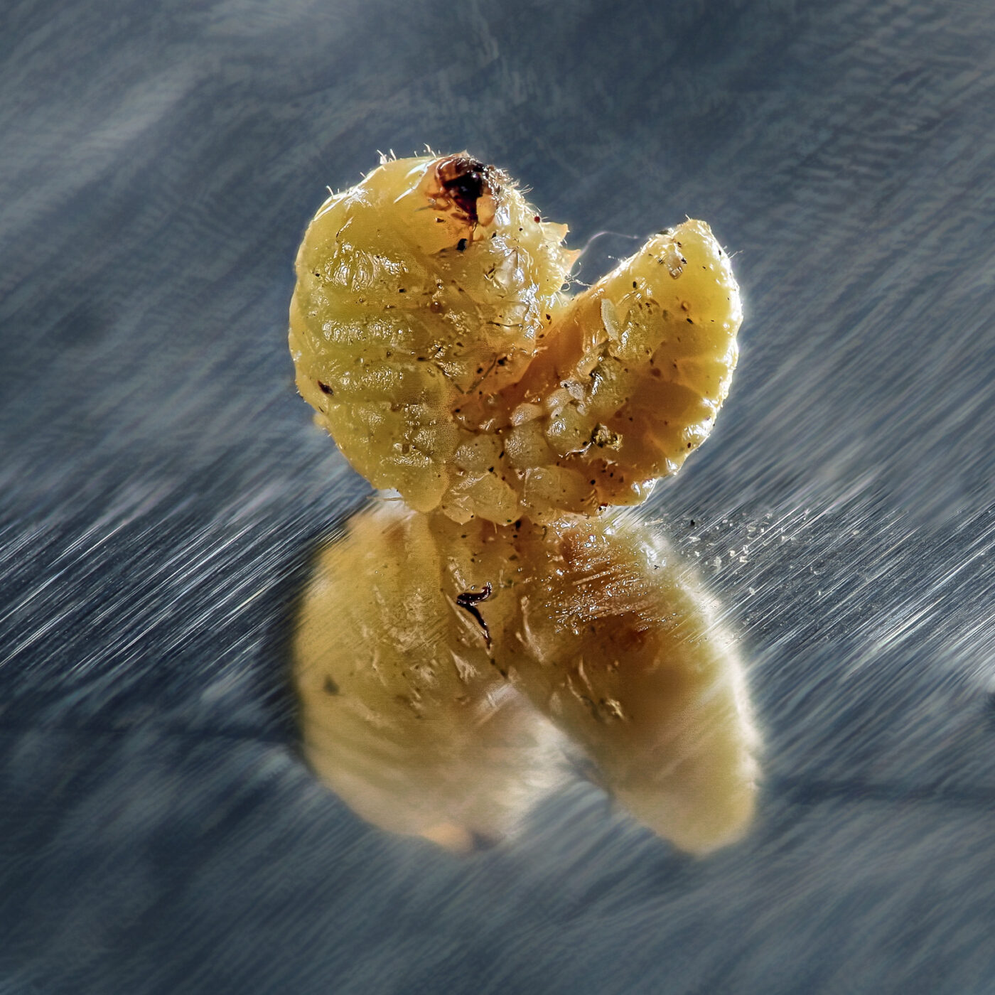 2020-05-31 - Residenzia - HolyHalla - Asiatischer Gleditschien-Samenkäfer