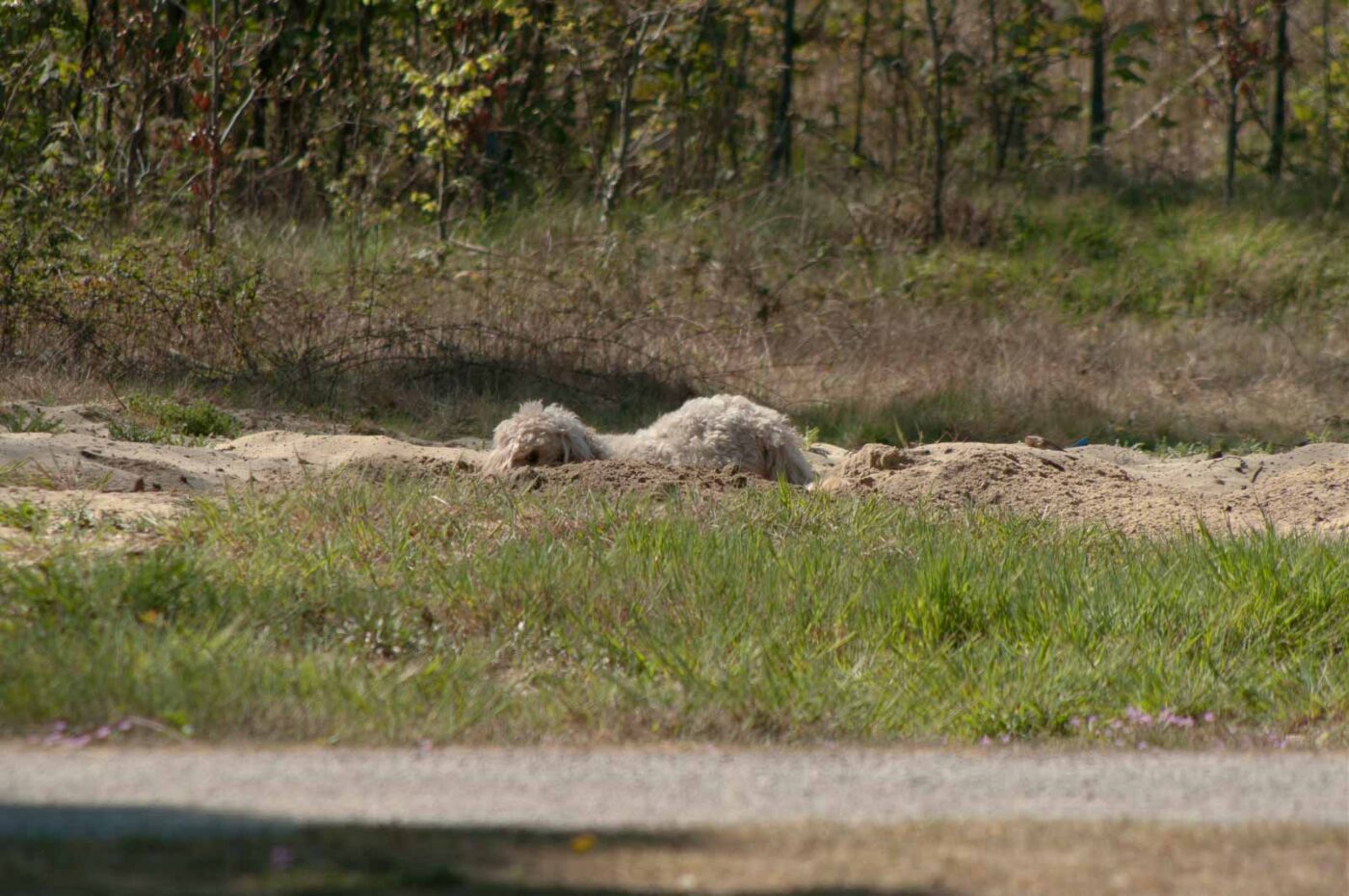 2020-04-23 - NSG Resser Wald und Emscherbruch