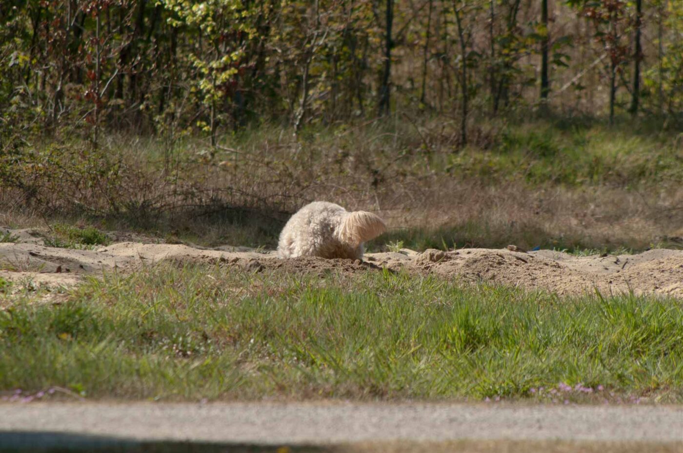 2020-04-23 - NSG Resser Wald und Emscherbruch