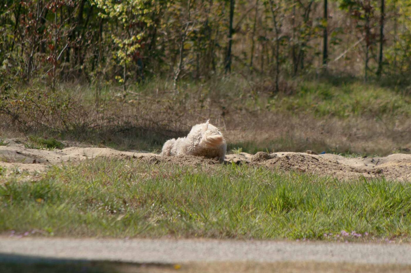 2020-04-23 - NSG Resser Wald und Emscherbruch