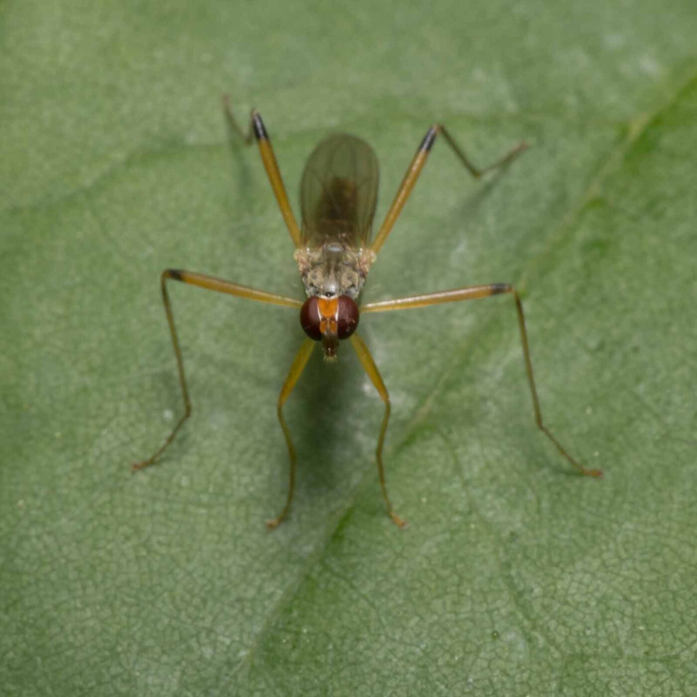 2020-04-26 - NSG Hafen Herten