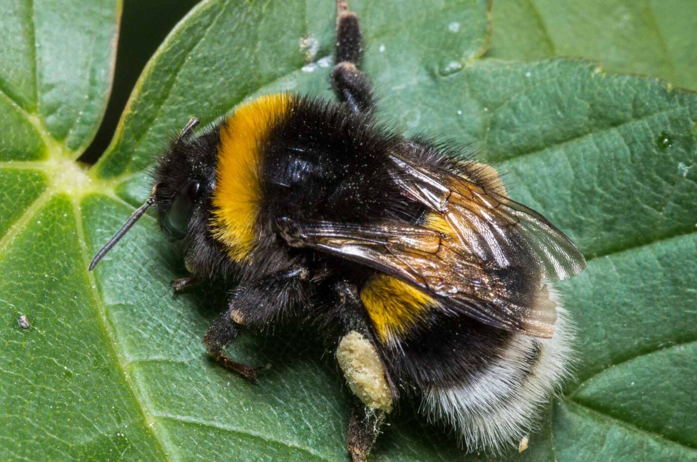 2018-09-27 - NSG Bergehalde Unser-Fritz