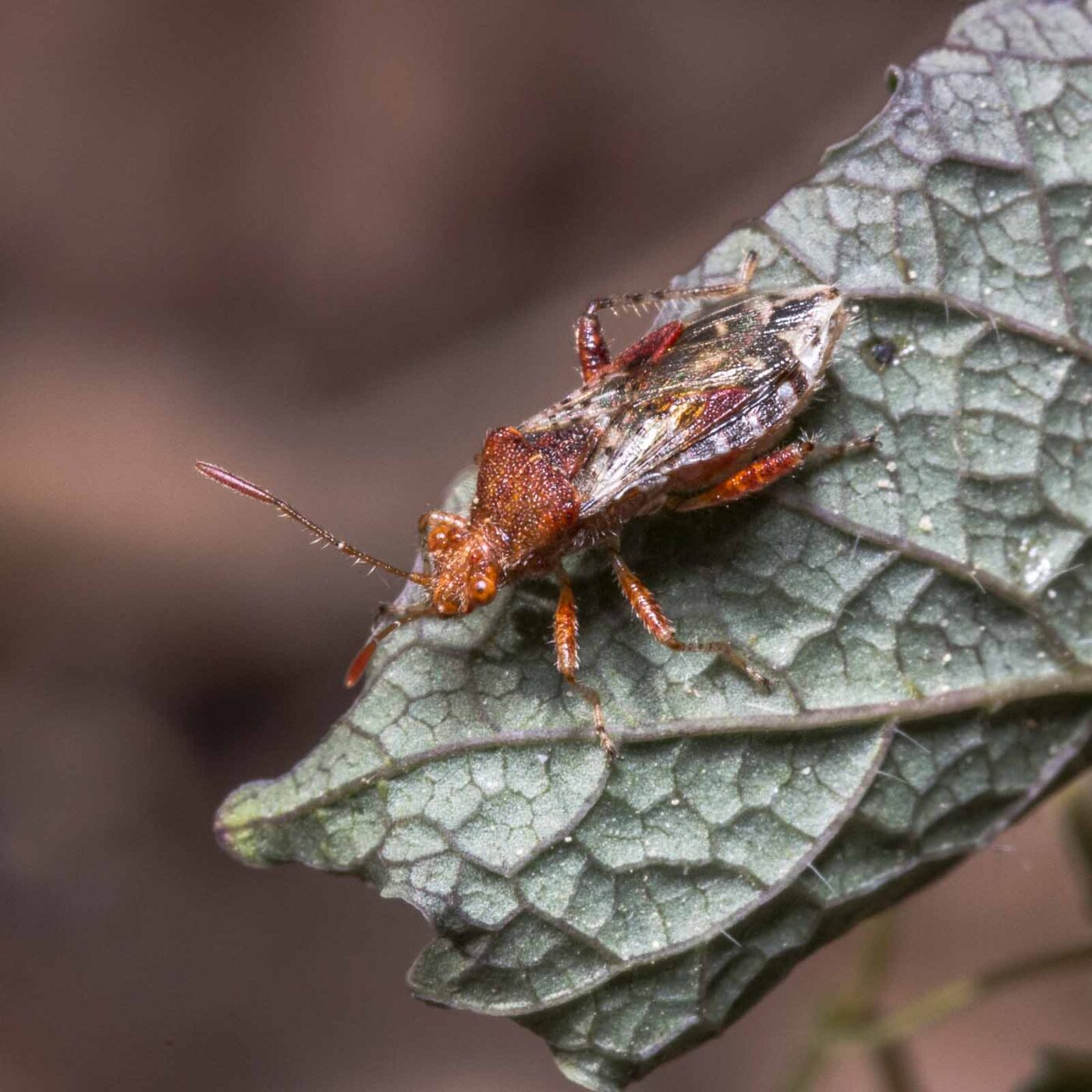 2020-04-27 - NSG Hafen Herten