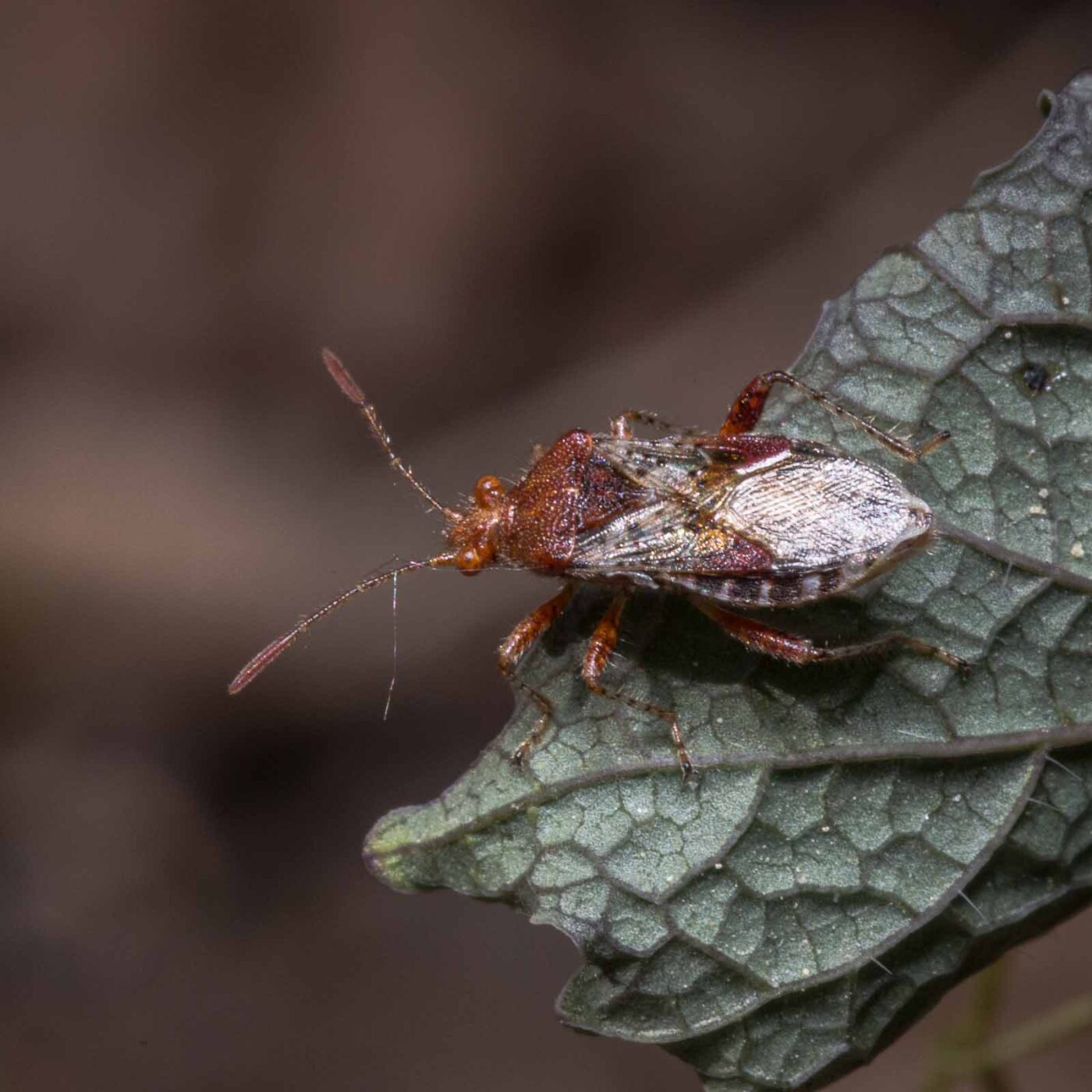 2020-04-27 - NSG Hafen Herten