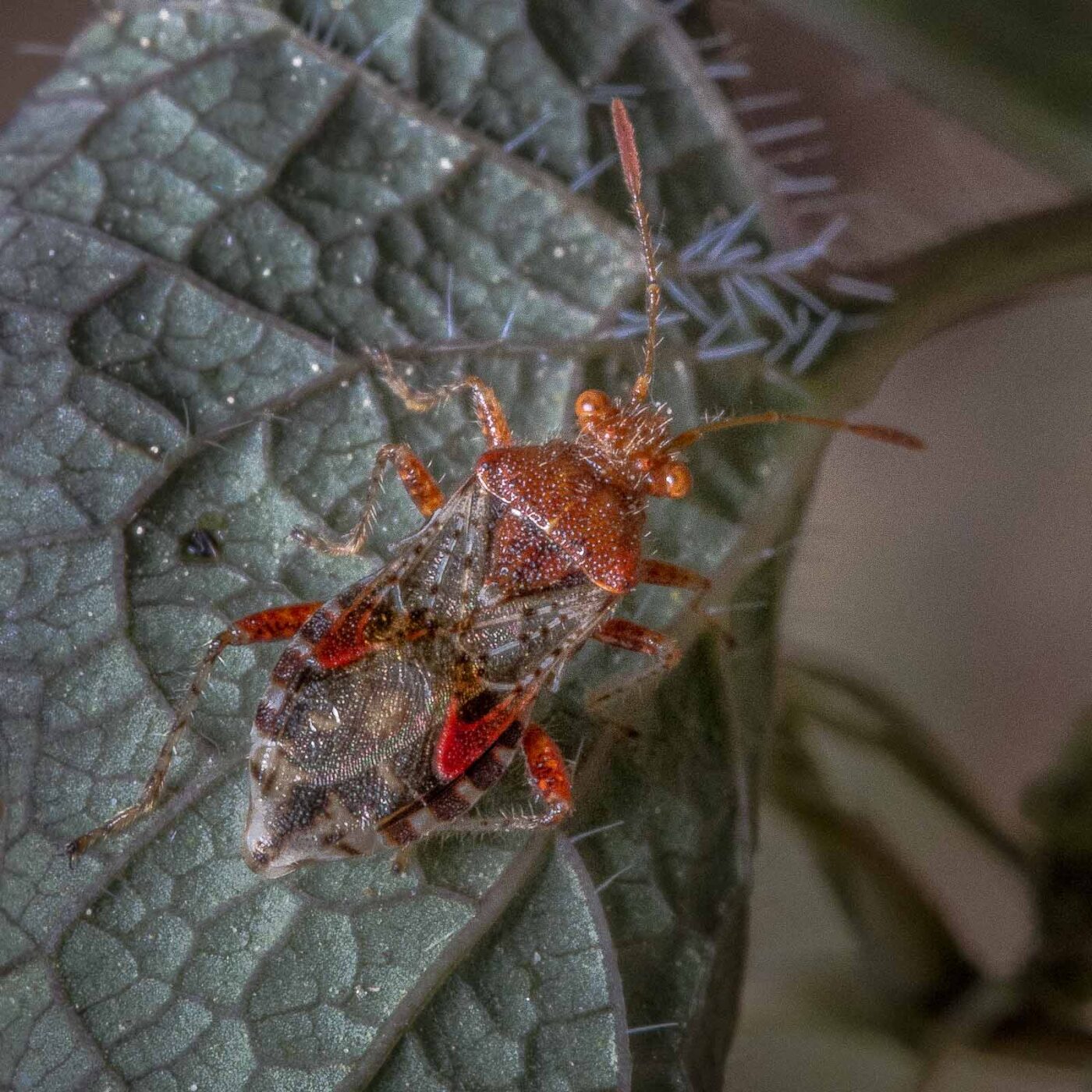 2020-04-27 - NSG Hafen Herten