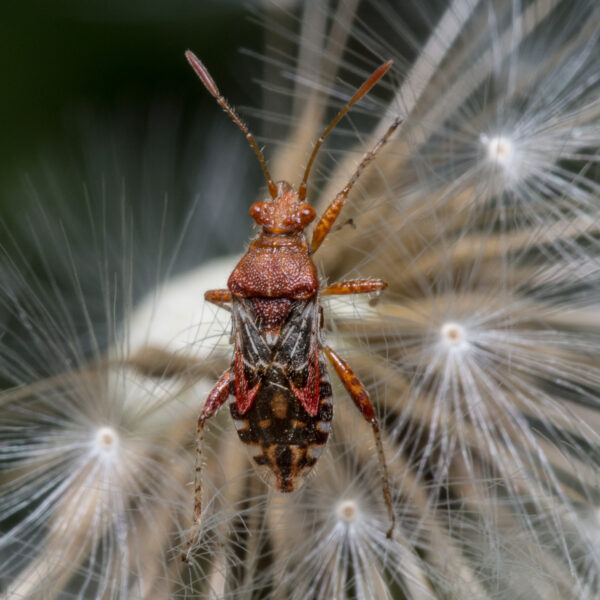 2020-04-27 - NSG Hafen Herten