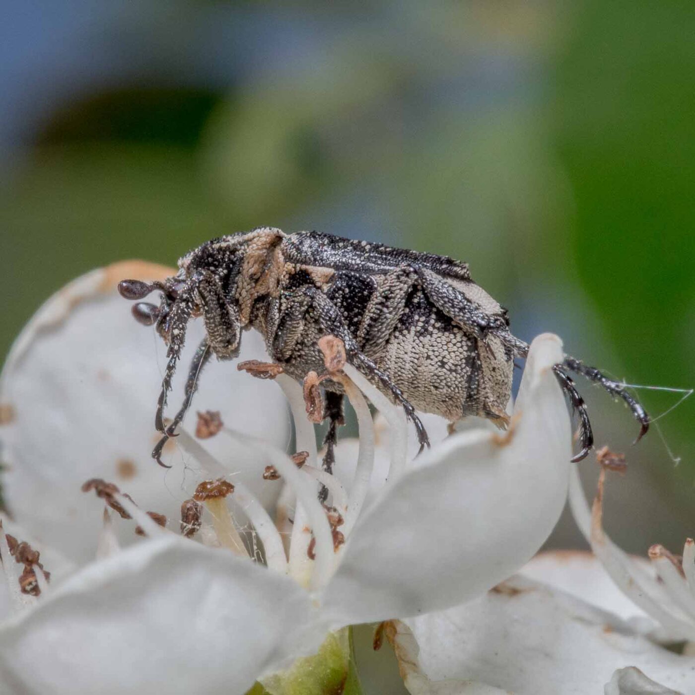 2020-04-27 - NSG Hafen Herten