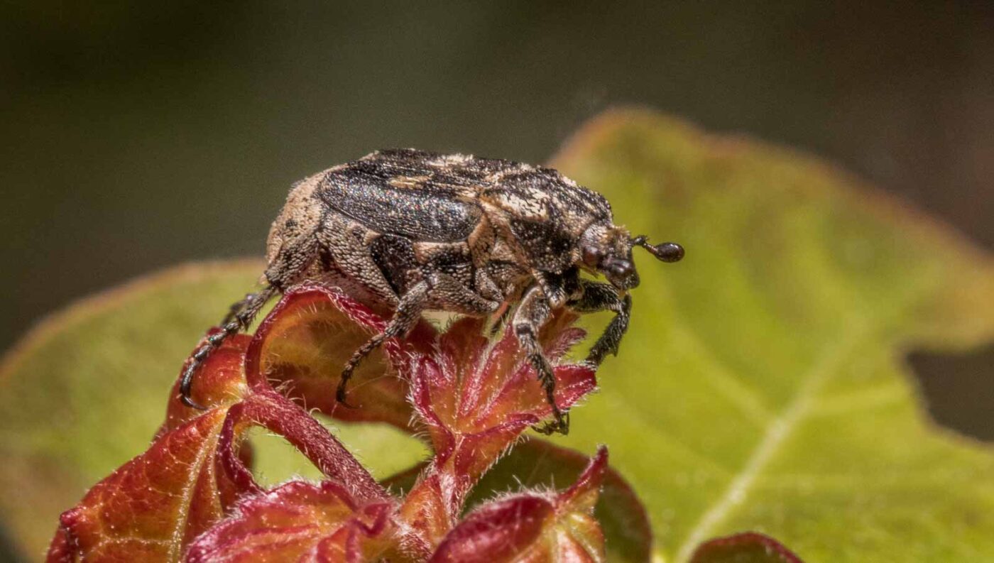 2020-04-27 - NSG Hafen Herten