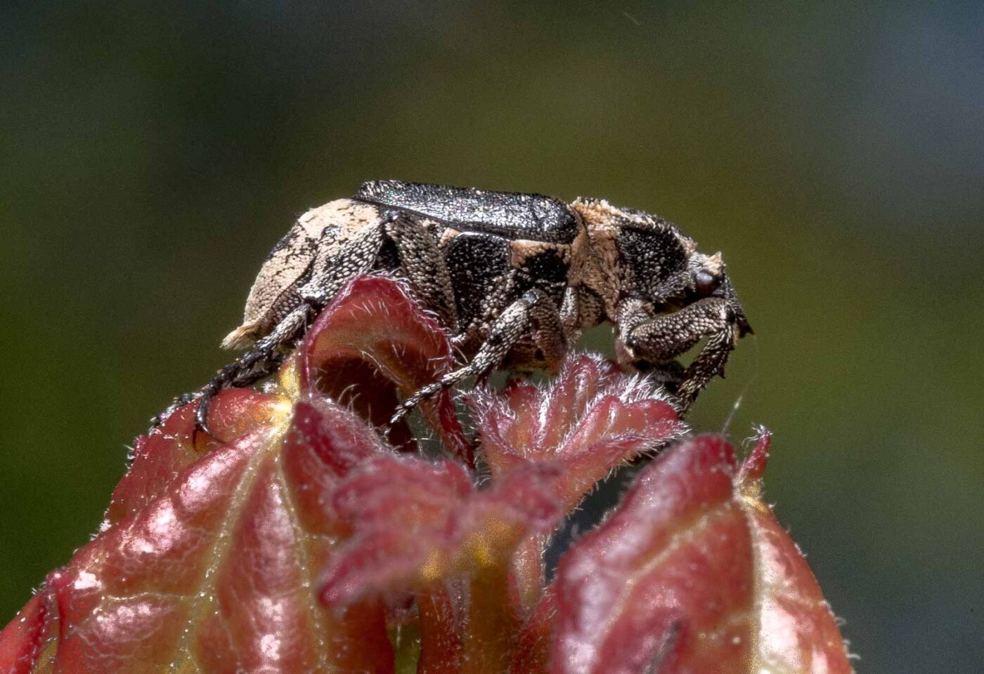 2020-04-27 - NSG Hafen Herten