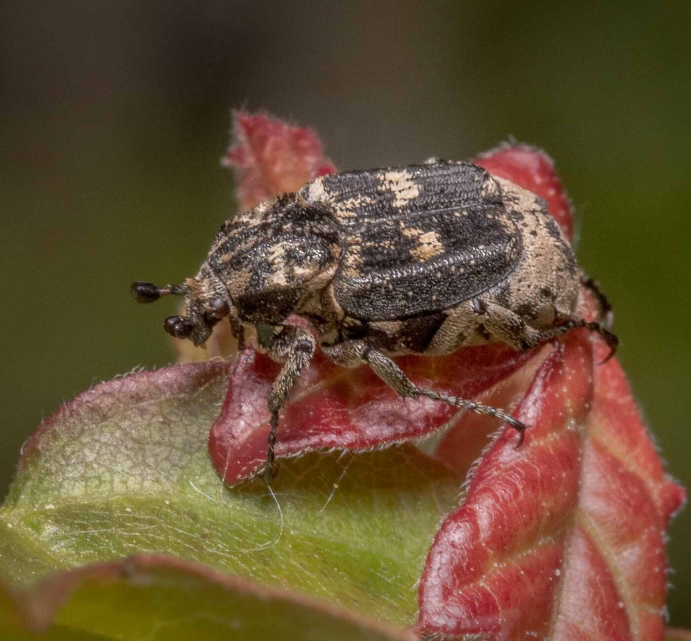 2020-04-27 - NSG Hafen Herten