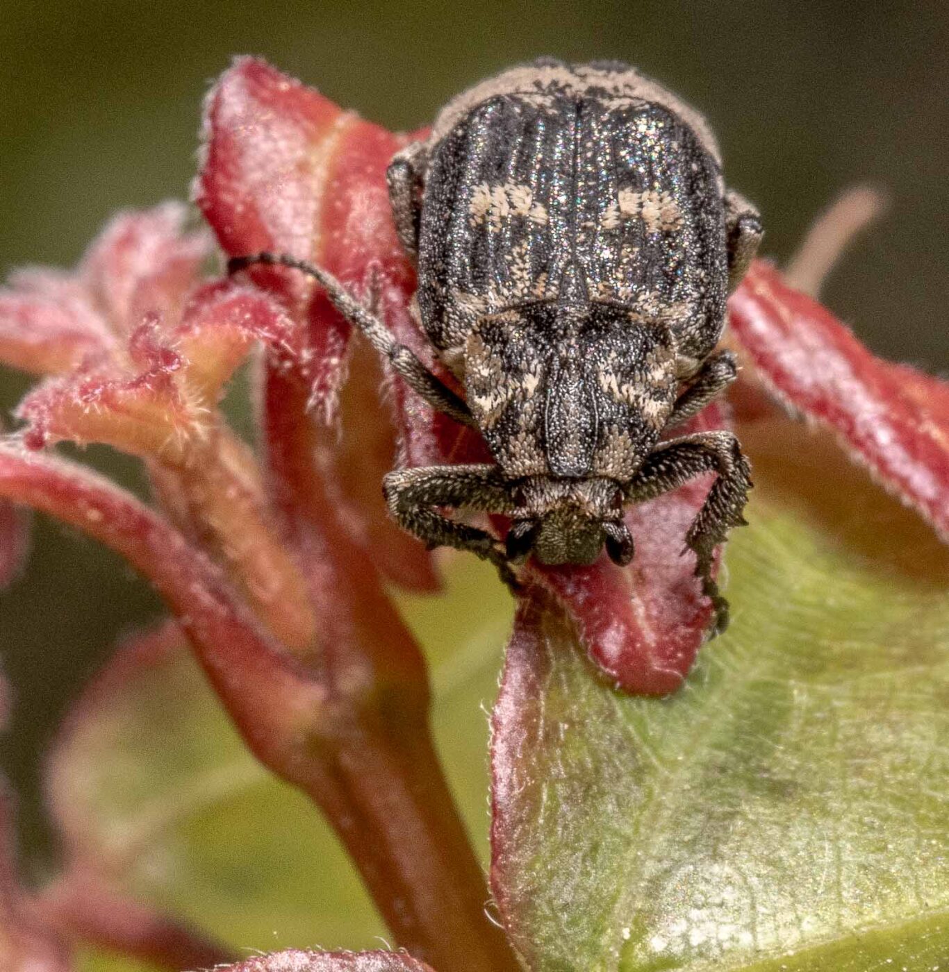 2020-04-27 - NSG Hafen Herten