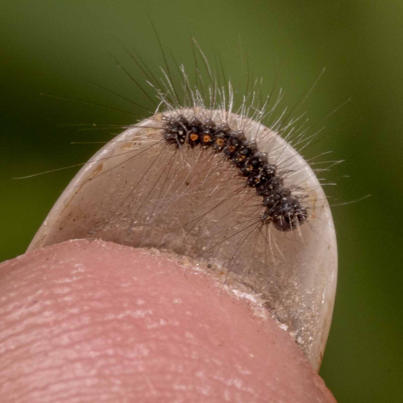 2020-04-27 - NSG Hafen Herten