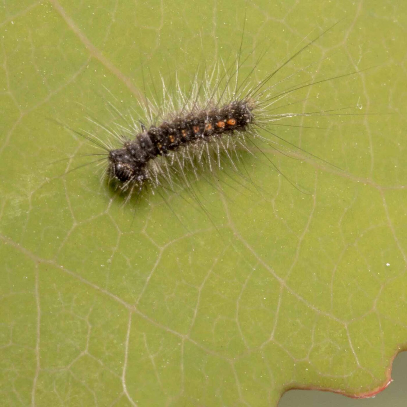 2020-04-27 - NSG Hafen Herten