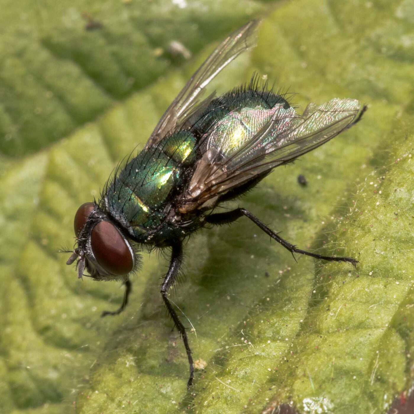 2020-04-27 - NSG Hafen Herten