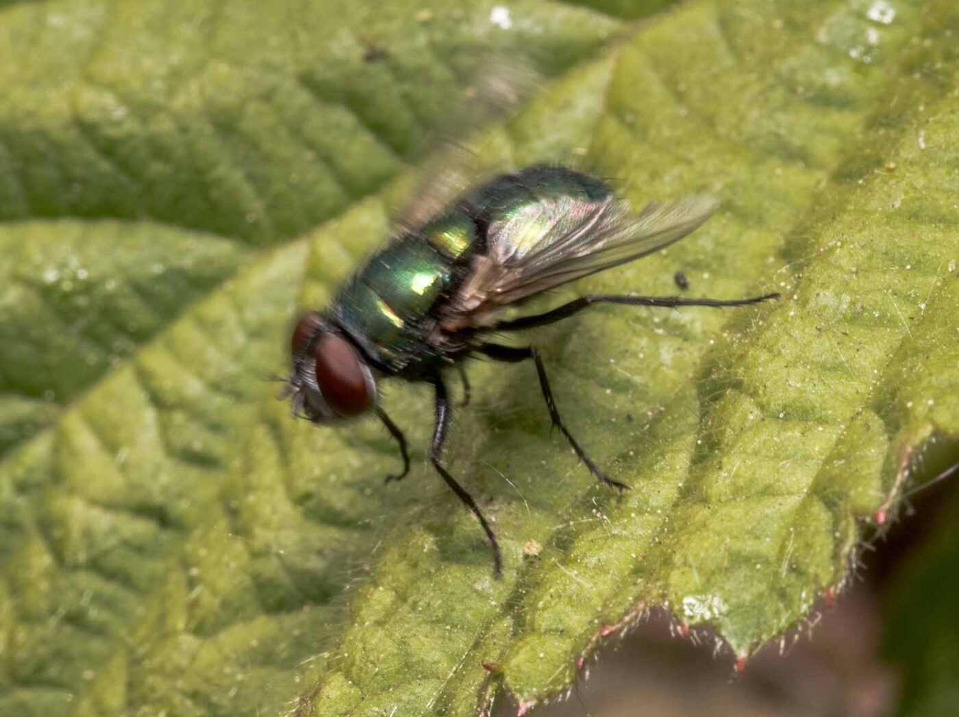 2020-04-27 - NSG Hafen Herten