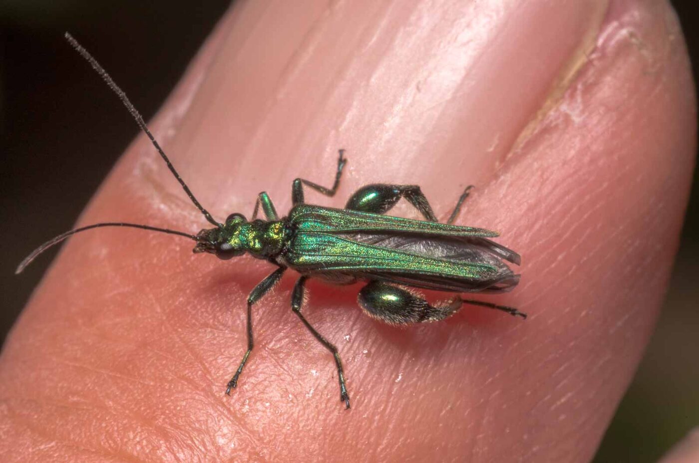 2020-04-27 - NSG Hafen Herten