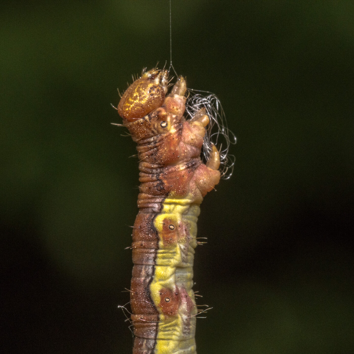 2020-04-27 - NSG Hafen Herten