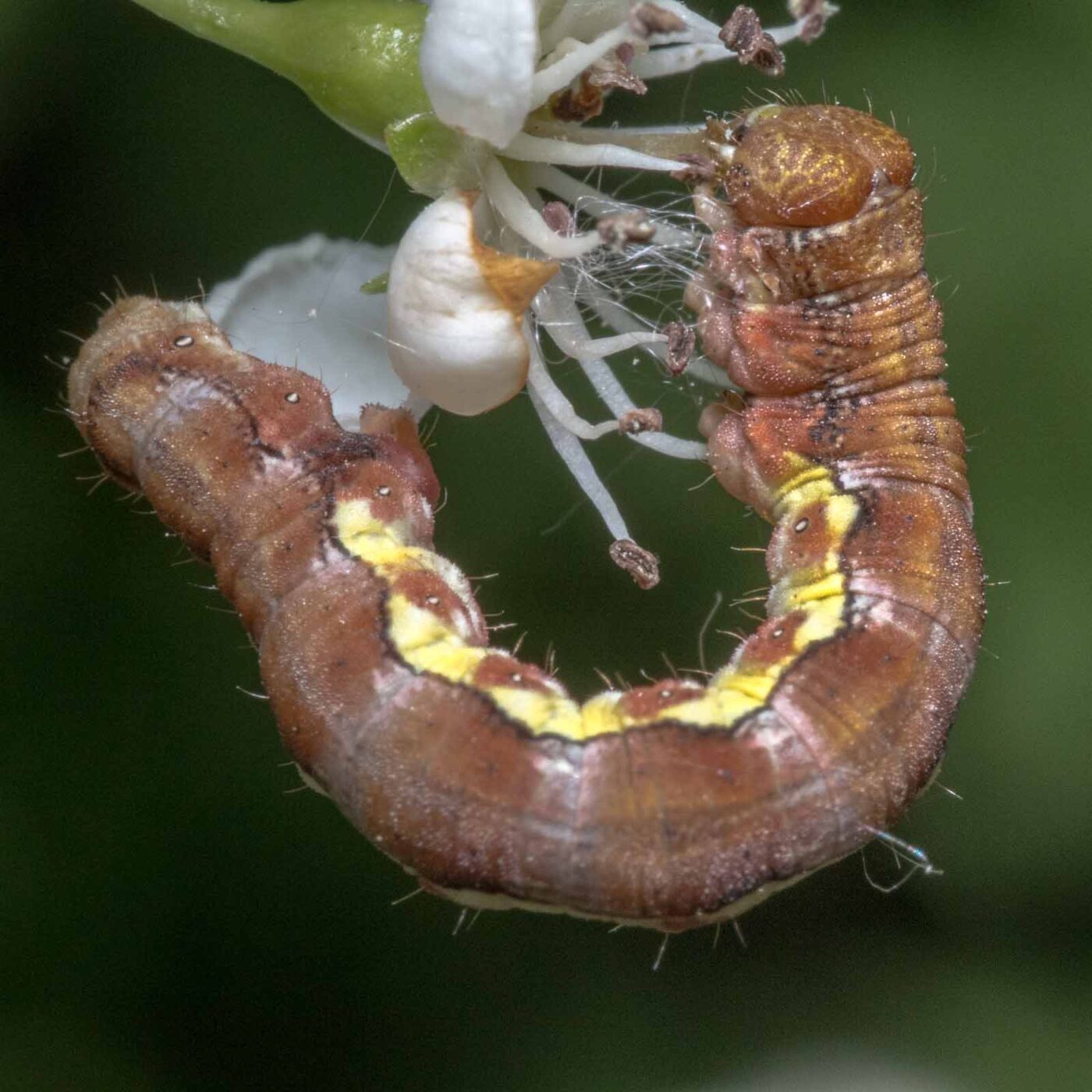 2020-04-27 - NSG Hafen Herten