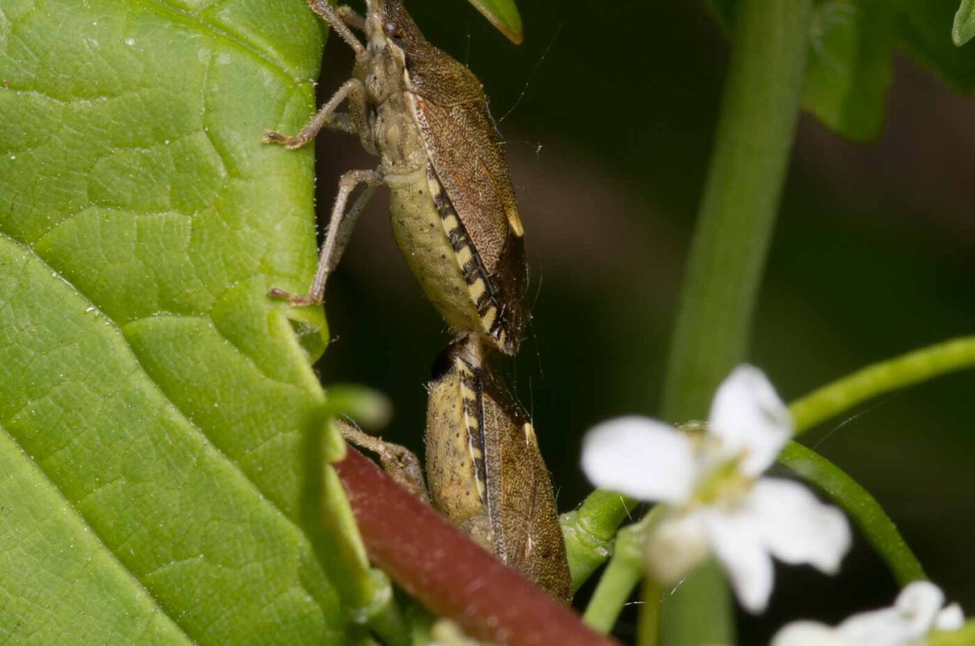 2020-04-27 - NSG Hafen Herten