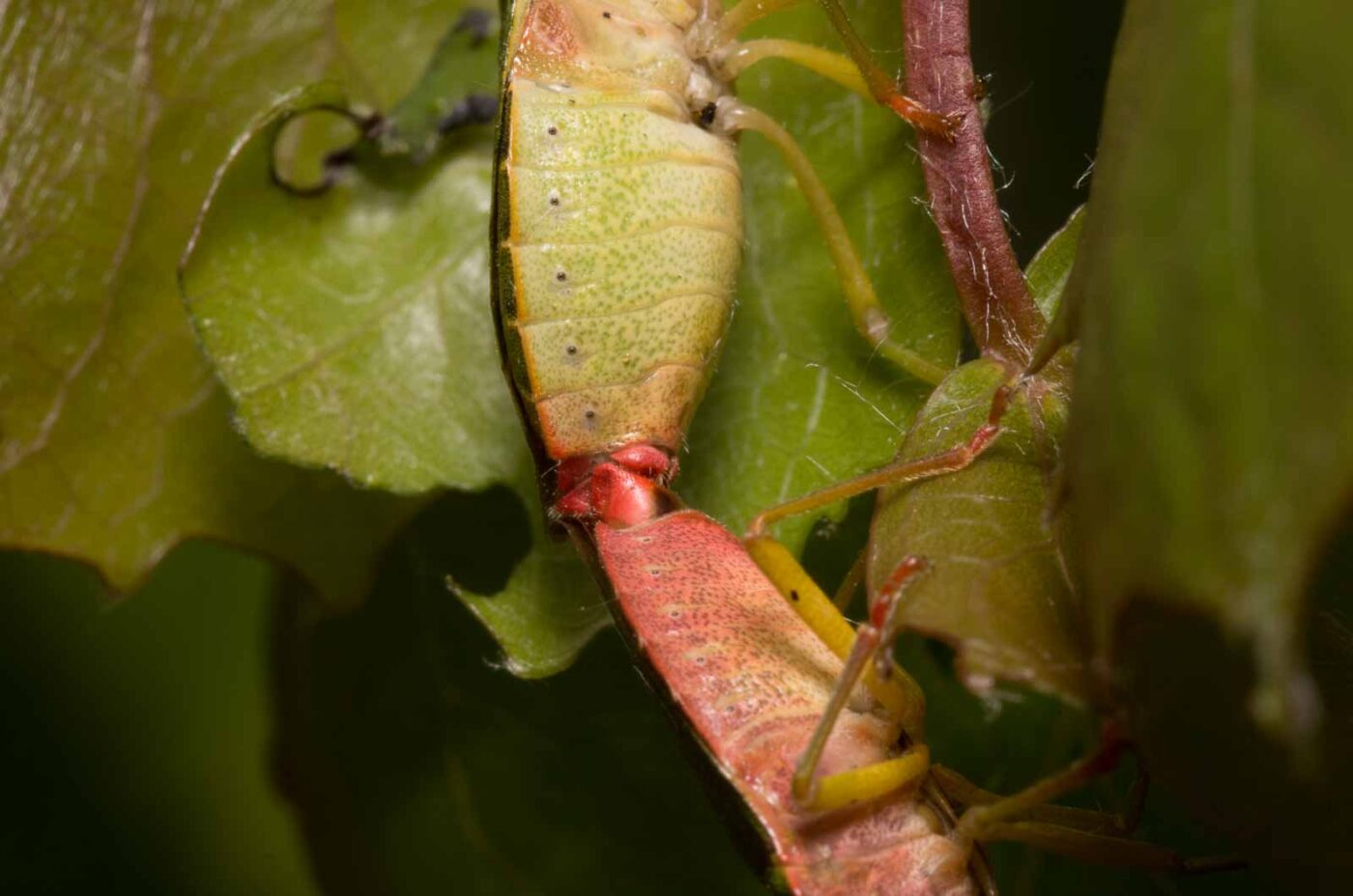 2020-04-27 - NSG Hafen Herten